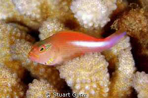 Archeye Hawkfish resting on the coral by Stuart Ganz 